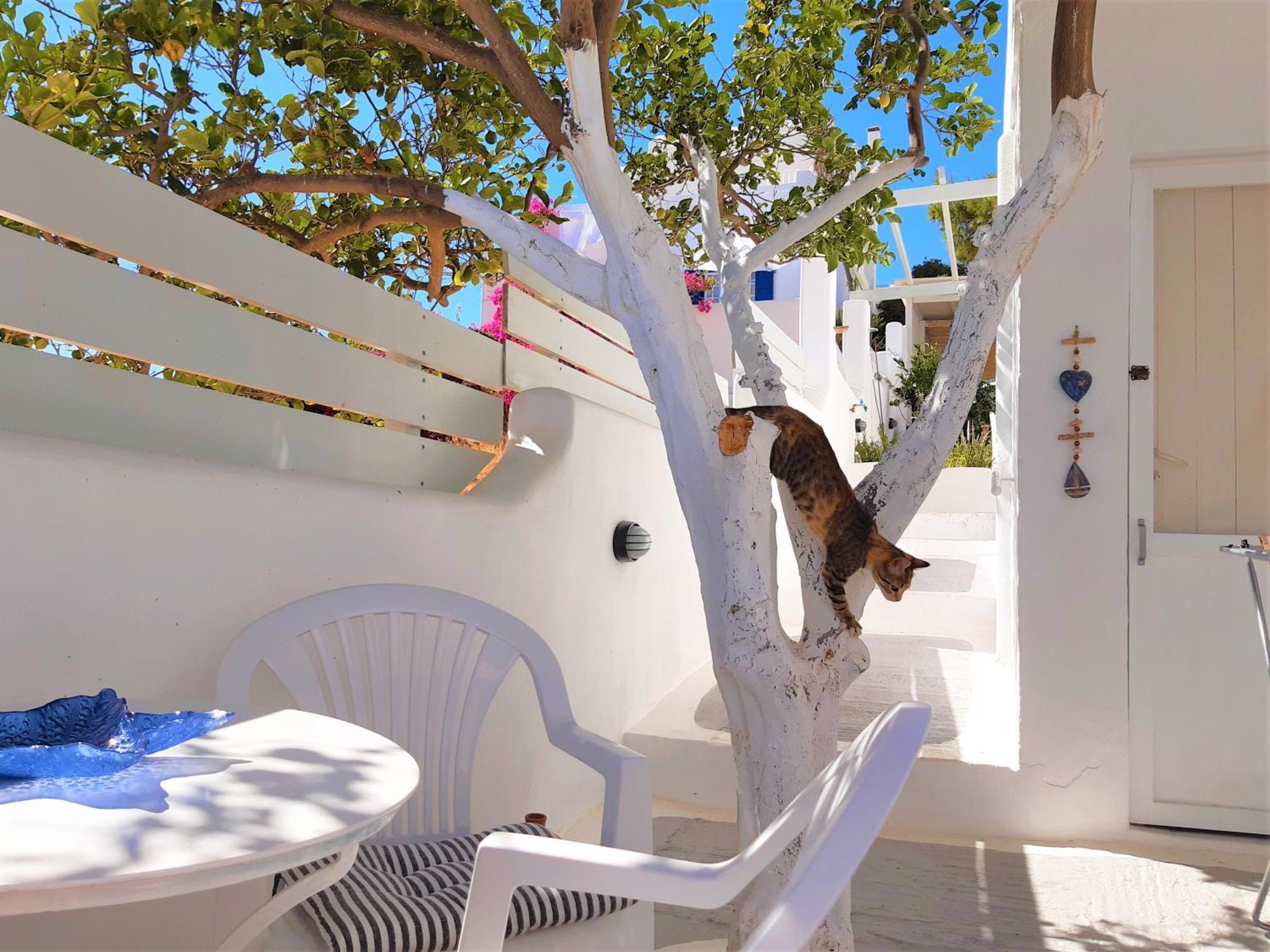 Lemon Tree Maisonette - Naoussa Paros Экстерьер фото